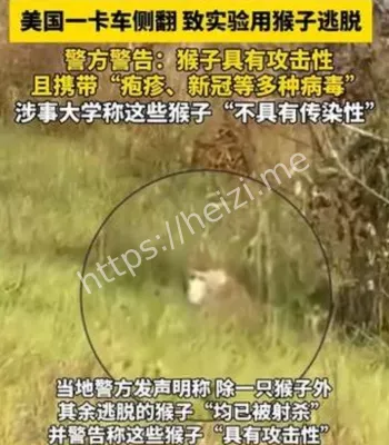 美国实验用猴跑了